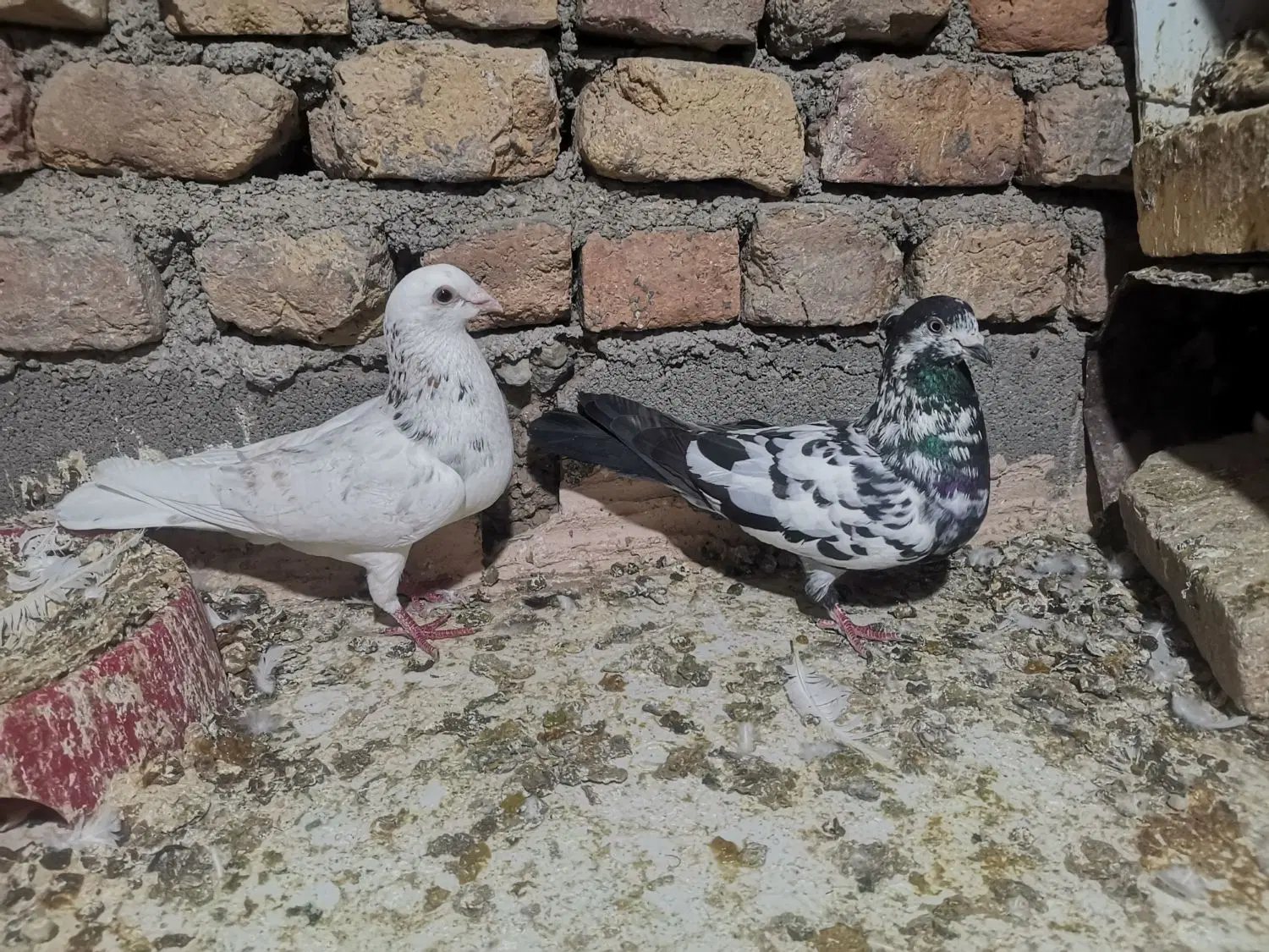 کبوتر|پرنده|خوشاب, |دیوار