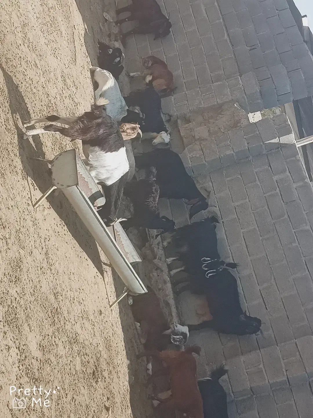 بز داشتی|حیوانات مزرعه|لامرد, |دیوار