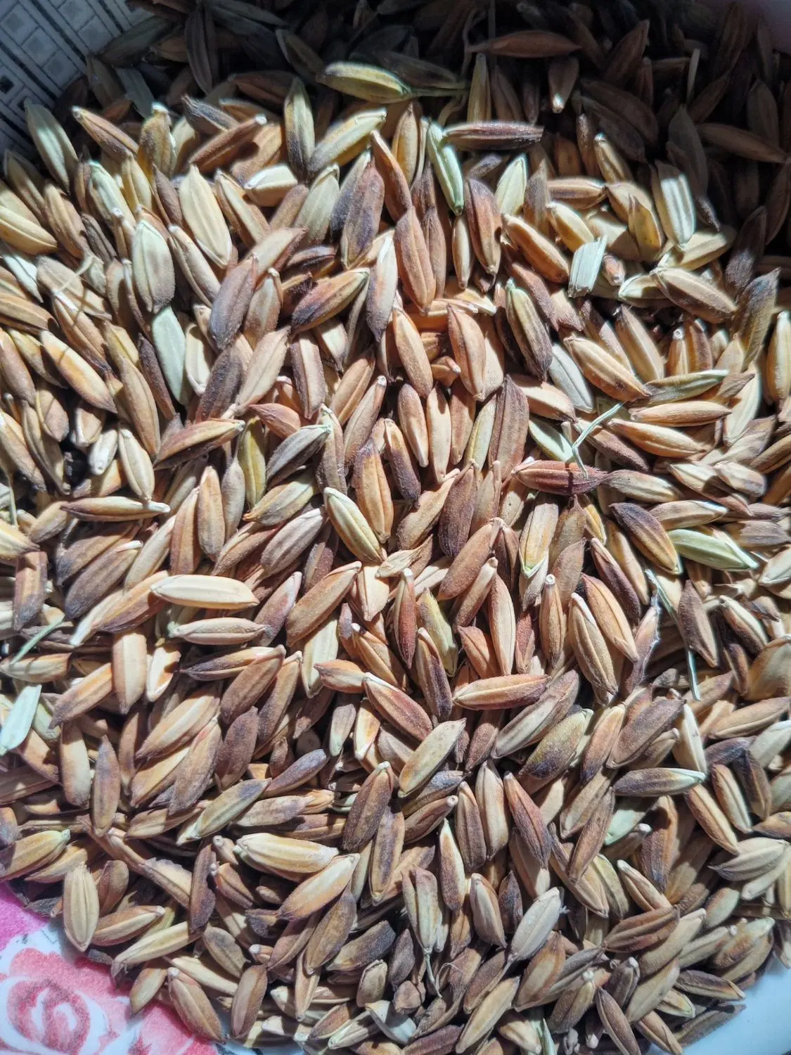 شلتوک|خوردنی و آشامیدنی|کارون, |دیوار
