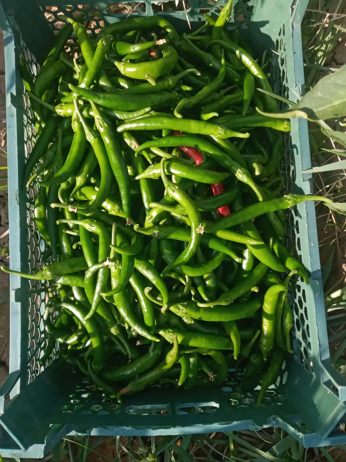 فلفل|خوردنی و آشامیدنی|دامغان, |دیوار