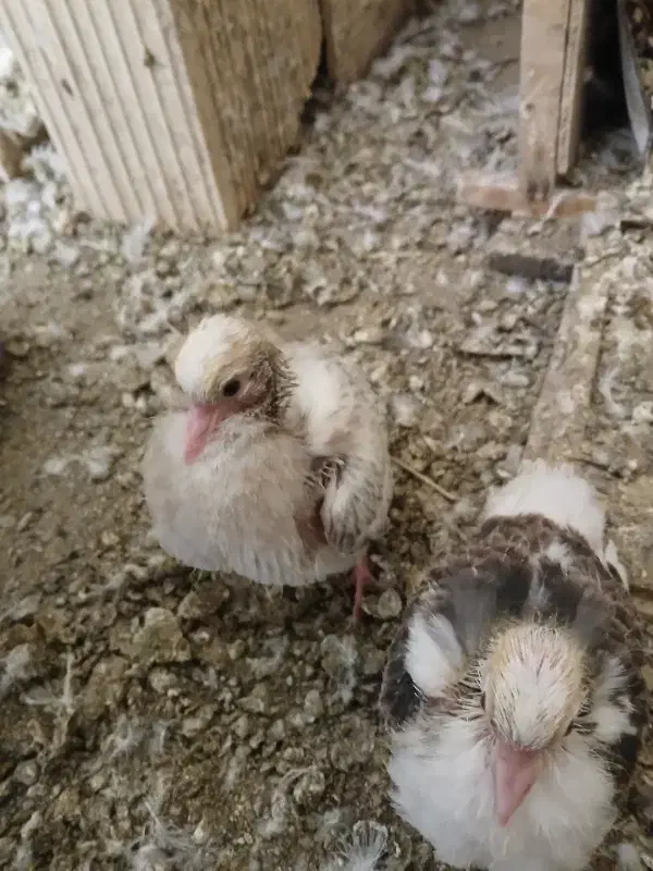 کبوتر|پرنده|سیرجان, |دیوار