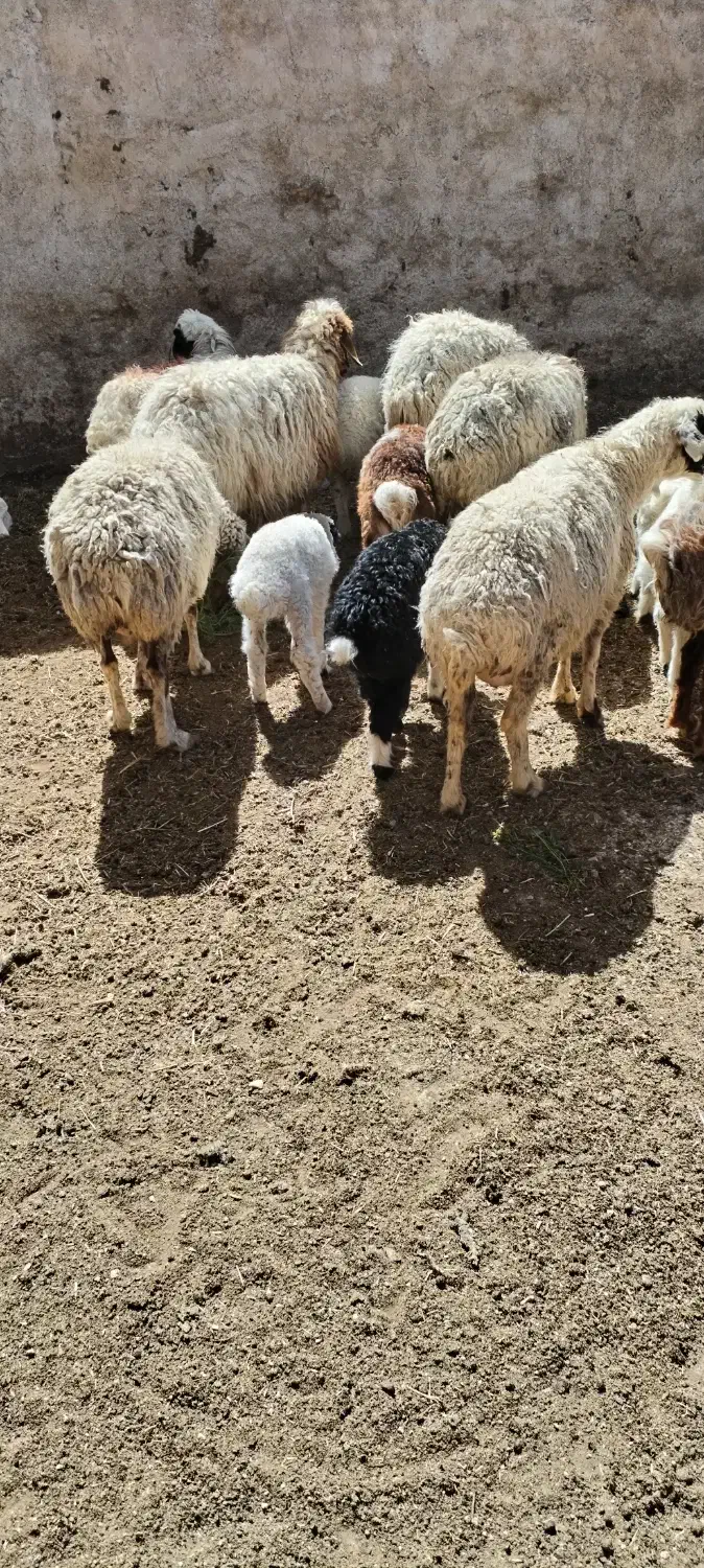 میش|حیوانات مزرعه|اقلید, |دیوار