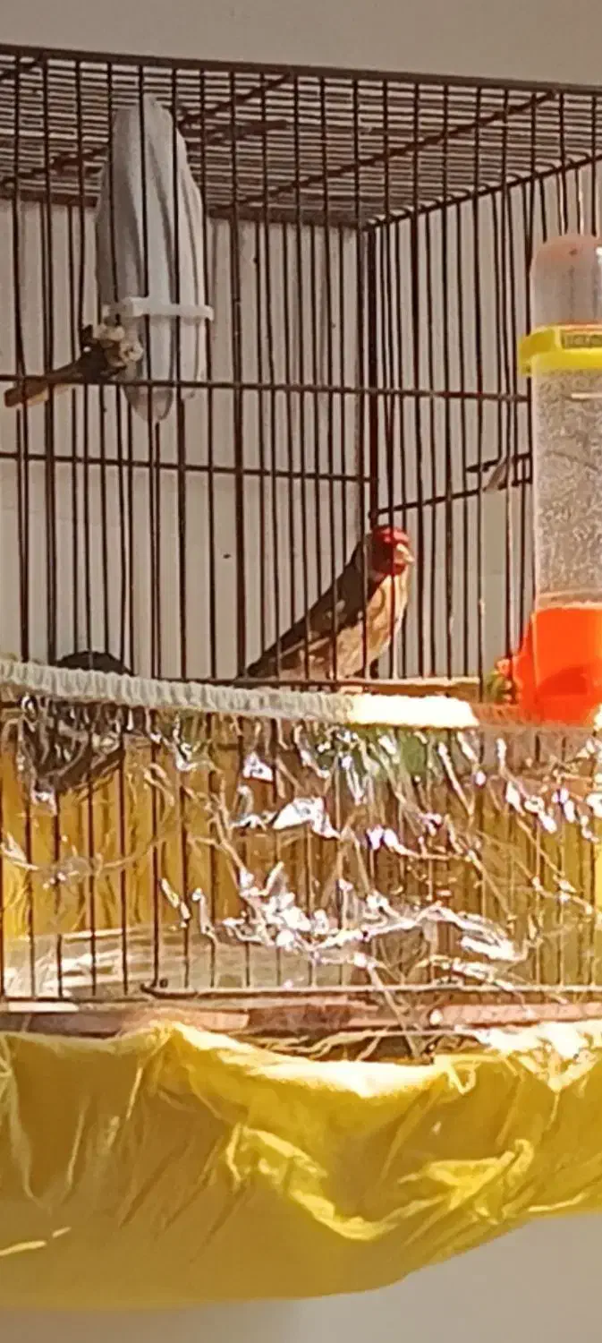 سهره نر|پرنده|صباشهر, |دیوار