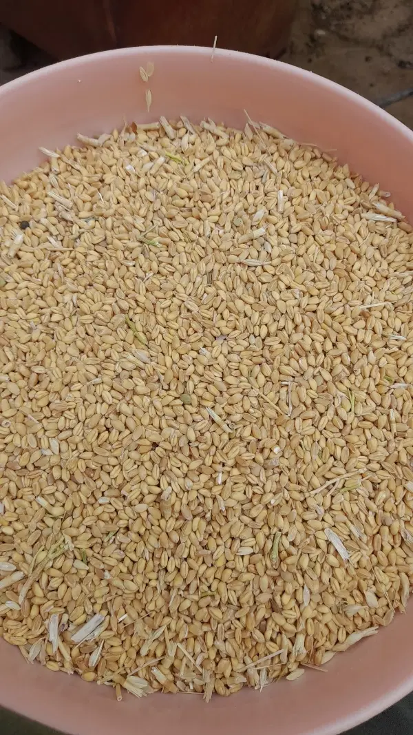 گندم|خوردنی و آشامیدنی|اسفراین, |دیوار