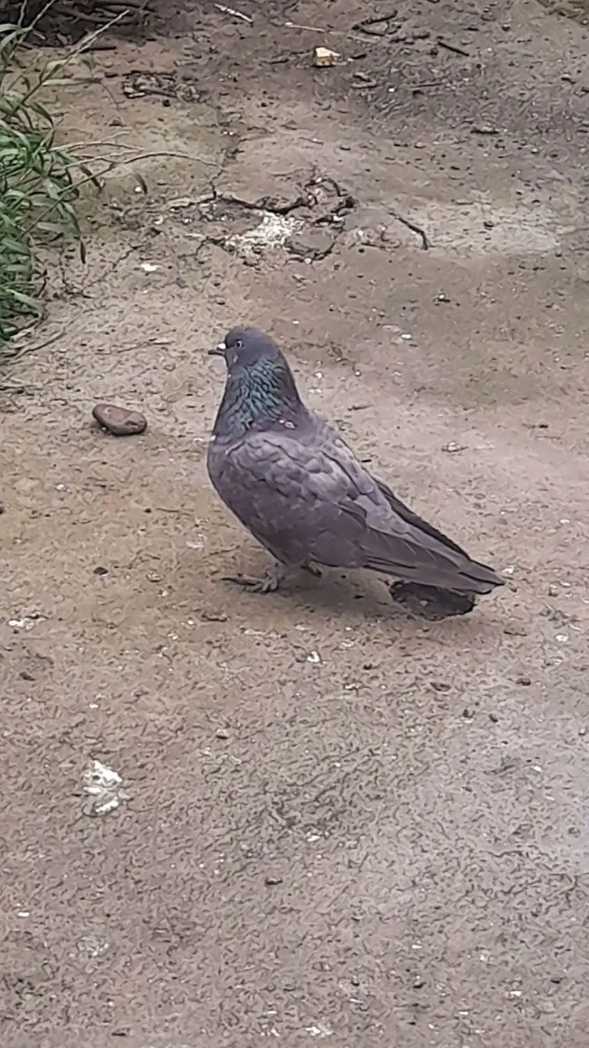 کبوتر|پرنده|رشت, گیل|دیوار