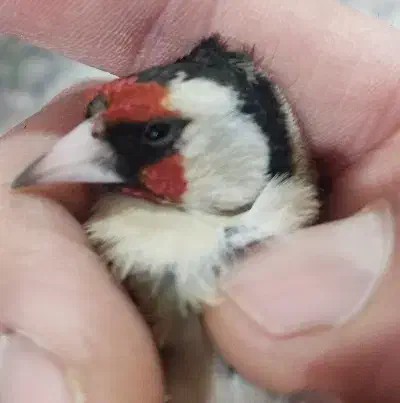 سهره نر|پرنده|تاکستان, |دیوار