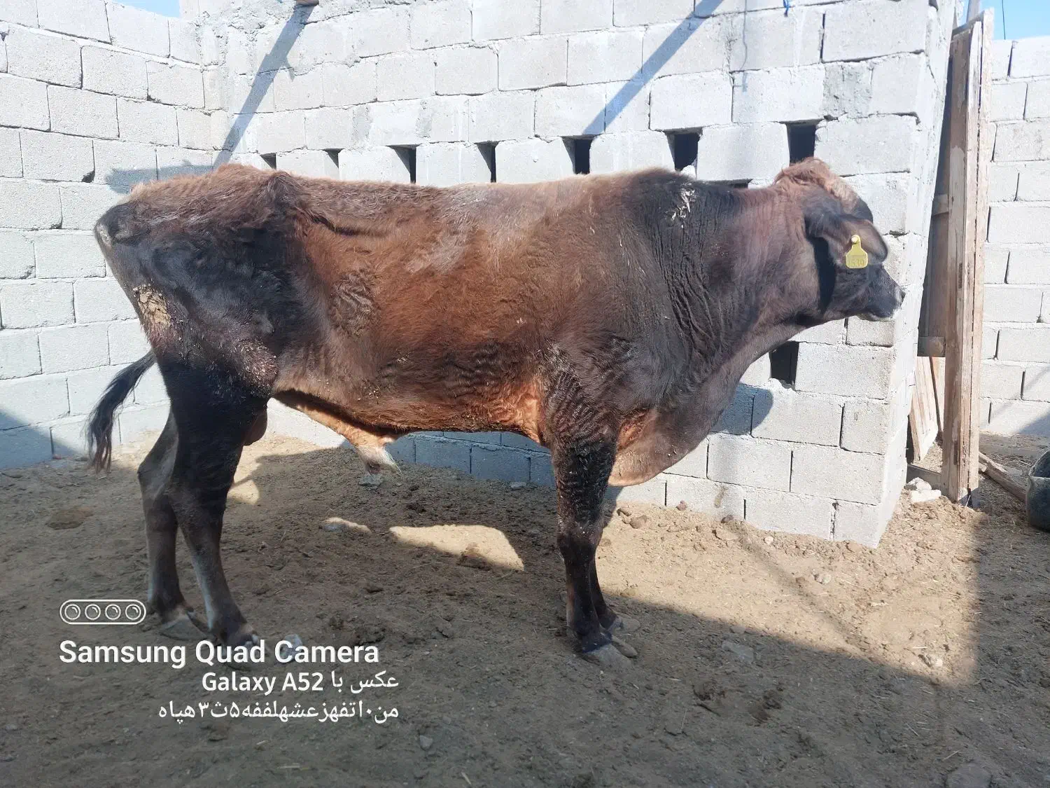 گاونر|حیوانات مزرعه|قشم, |دیوار