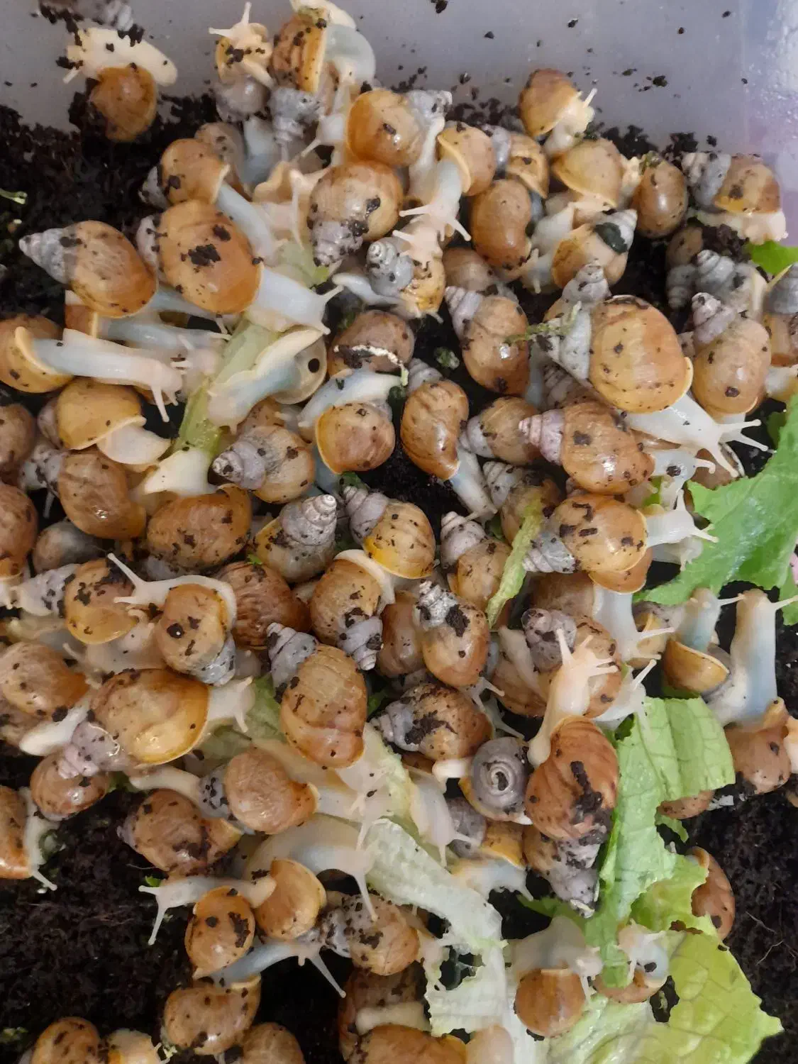 حلزون|خزنده|تهران, شهرک شهید رجایی (کوی نوبنیاد)|دیوار