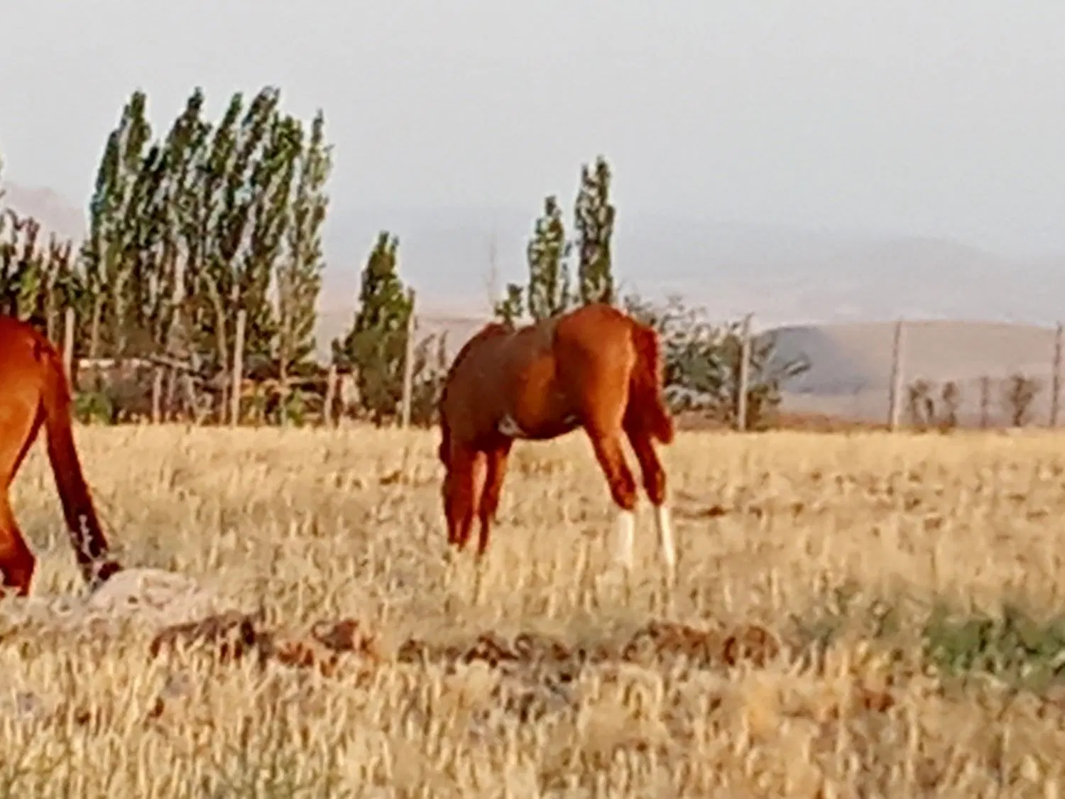 اسب|اسب و تجهیزات اسب‌سواری|نیر (اردبیل), |دیوار