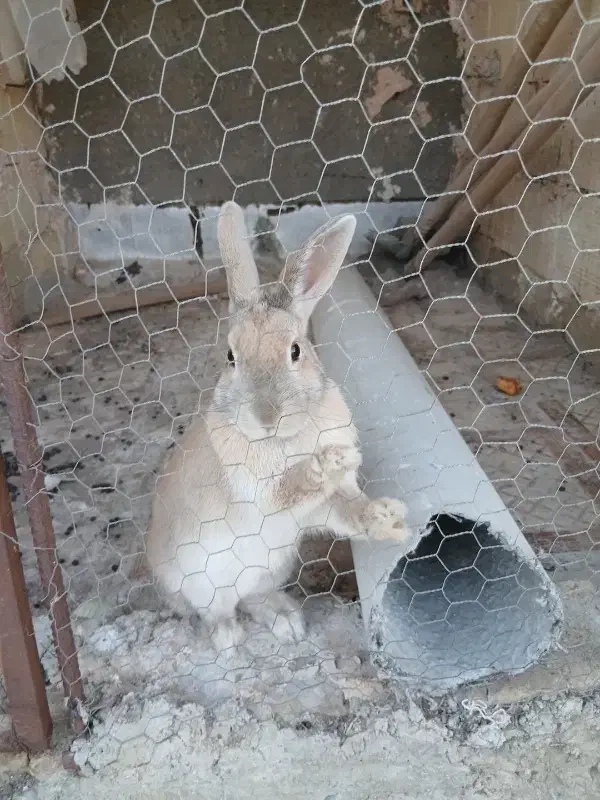 خرگوش|موش و خرگوش|یزد, |دیوار