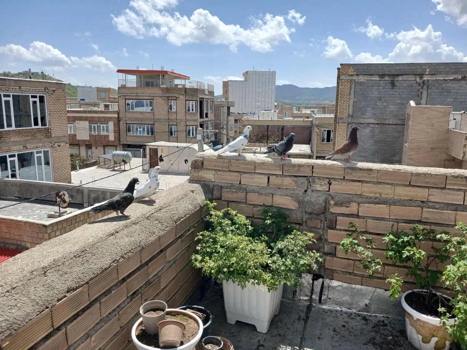 کبوتر|پرنده|بانه, |دیوار