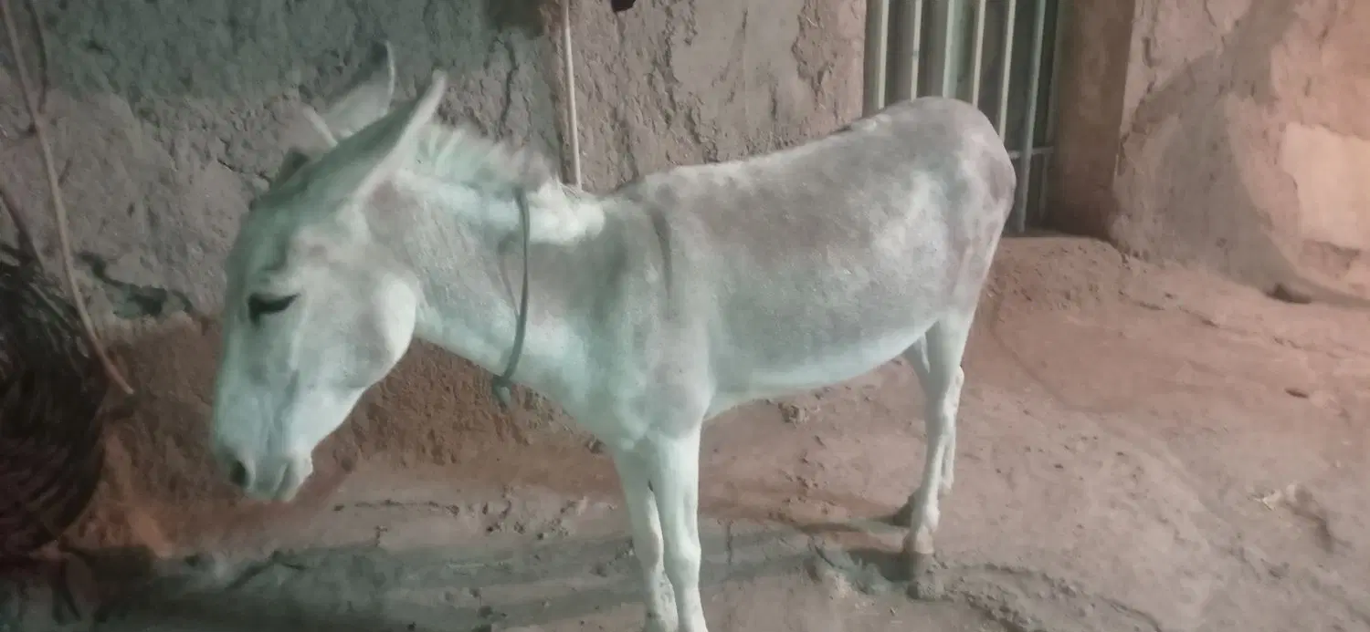 الاغ|حیوانات مزرعه|سده (خراسان جنوبی), |دیوار