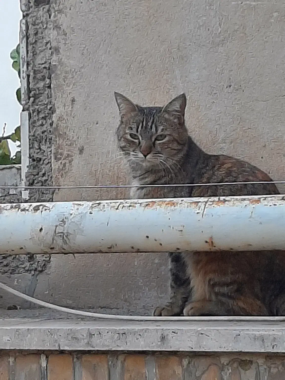 گربه خونگی|گربه|فردیس, داوری|دیوار