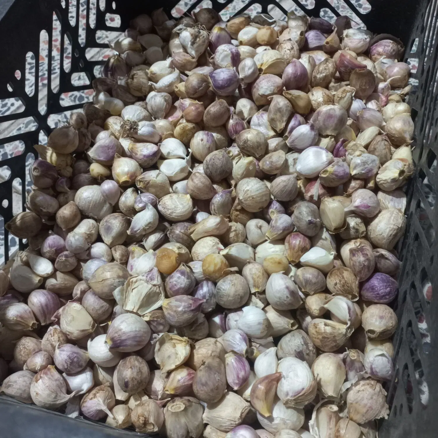 سیر|حراج|الوند, |دیوار