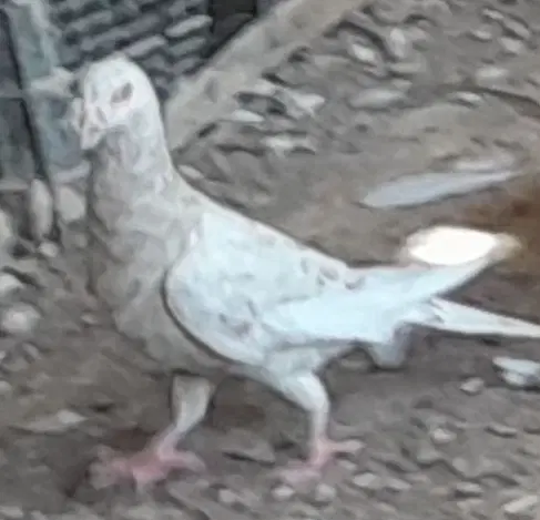 سرور|پرنده|چمران, |دیوار