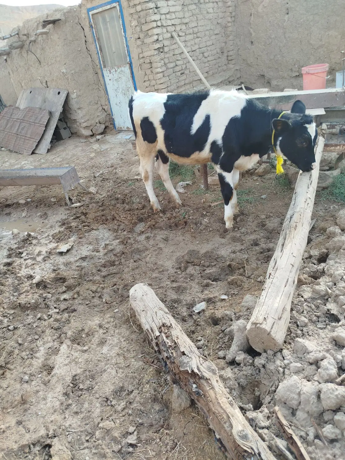گاو|حیوانات مزرعه|قوچان, |دیوار