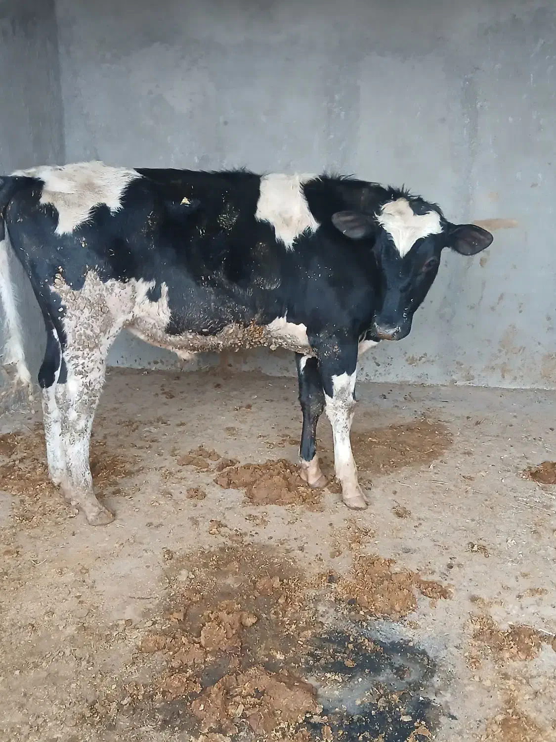 گوساله نر|حیوانات مزرعه|قزوین, |دیوار