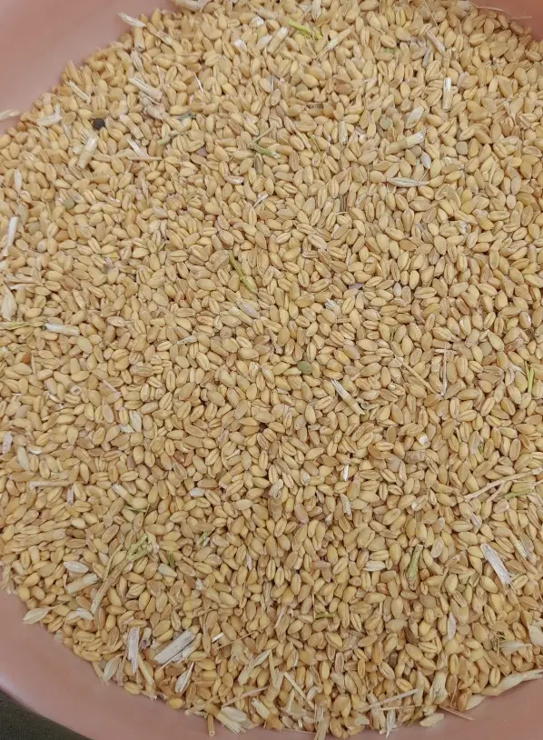 گندم|خوردنی و آشامیدنی|اسفراین, |دیوار