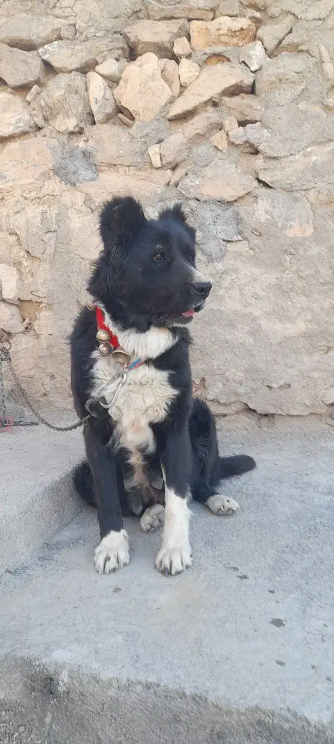 سگ قدرجونی|سگ|تهران, جی|دیوار