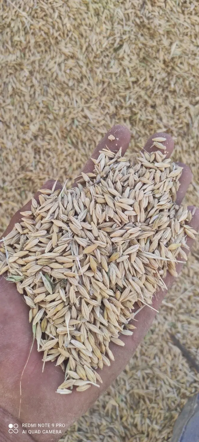 جو محلی 35|خدمات باغبانی و درختکاری|جهرم, |دیوار