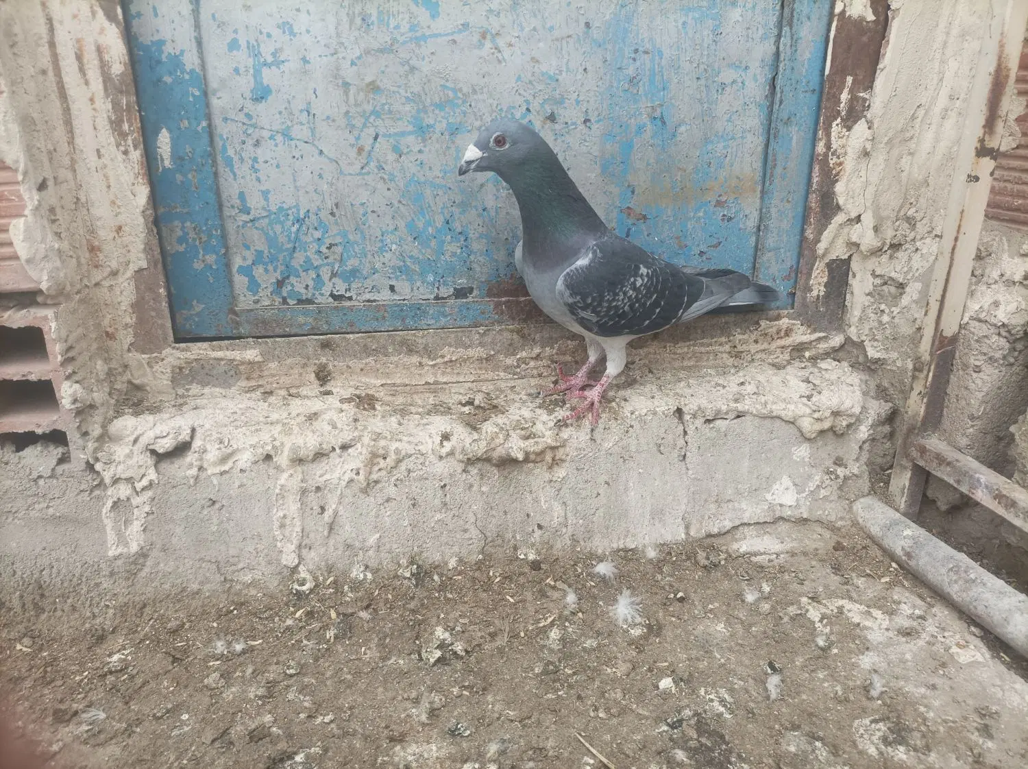 کبوتر|پرنده|اردبیل, |دیوار