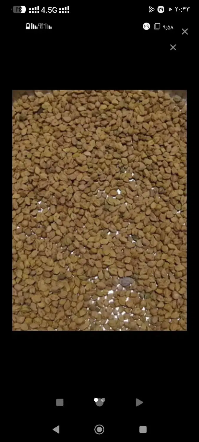 نخود|خوردنی و آشامیدنی|شاهین دژ, |دیوار