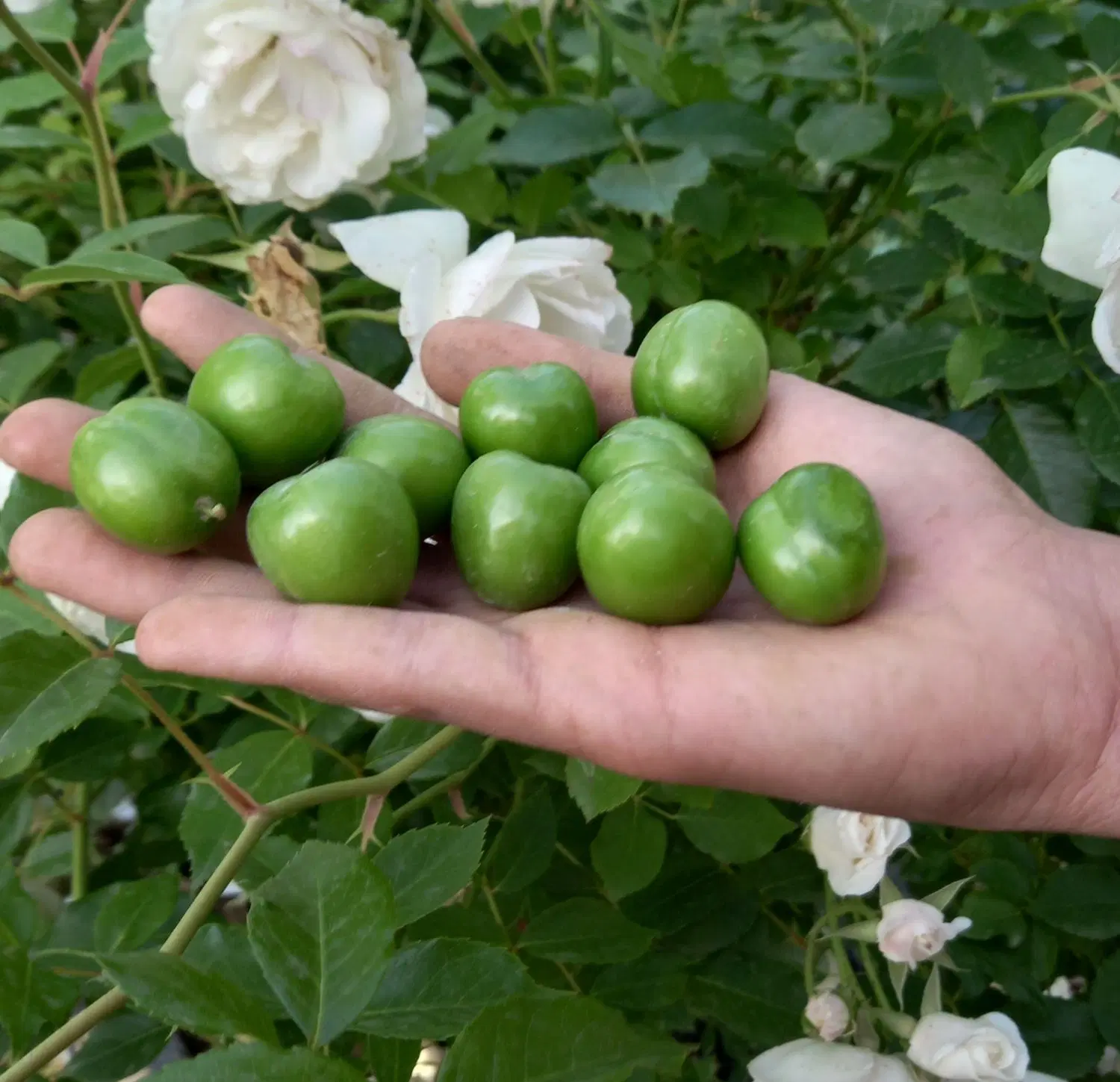 گوجه سبز|خوردنی و آشامیدنی|شیروان (خراسان), |دیوار