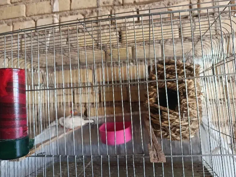 فنج|پرنده|سوسنگرد, |دیوار