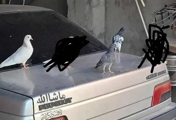پرشی|پرنده|جیرفت, |دیوار