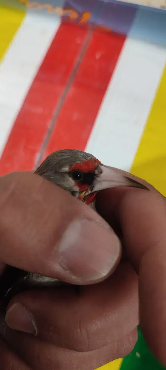 کرمونی|پرنده|شیراز, کوشک میدان|دیوار