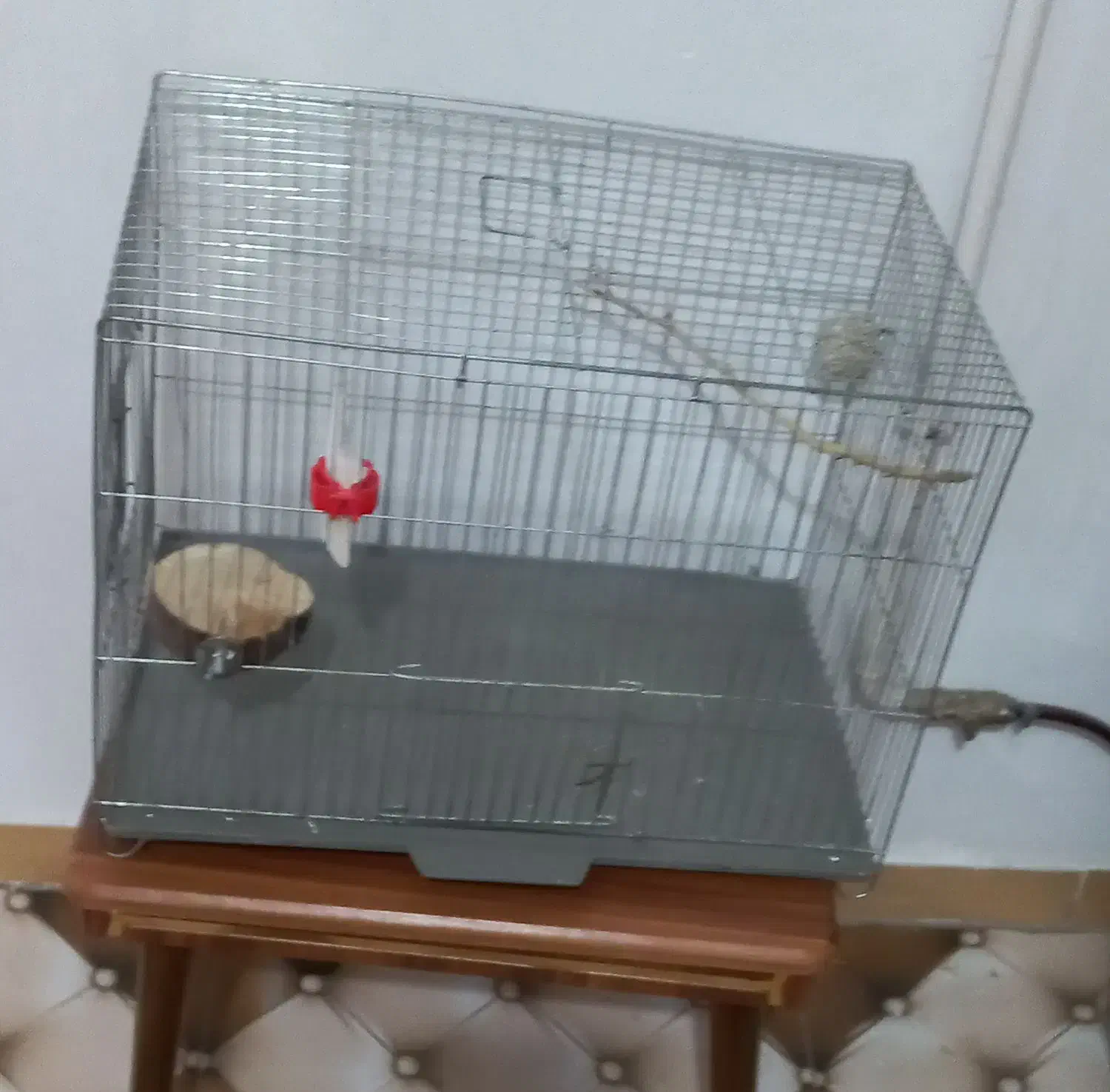 قفس|لوازم جانبی حیوانات|رشت, پاره بیجار|دیوار