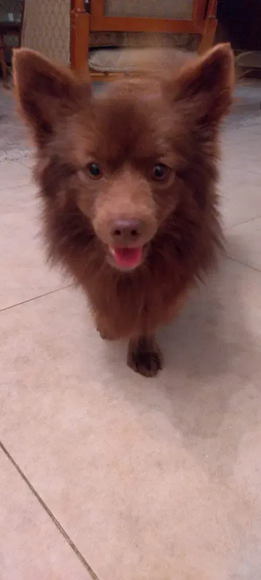 سگ پیدا شده در شهسوار|حیوانات|تهران, والفجر|دیوار