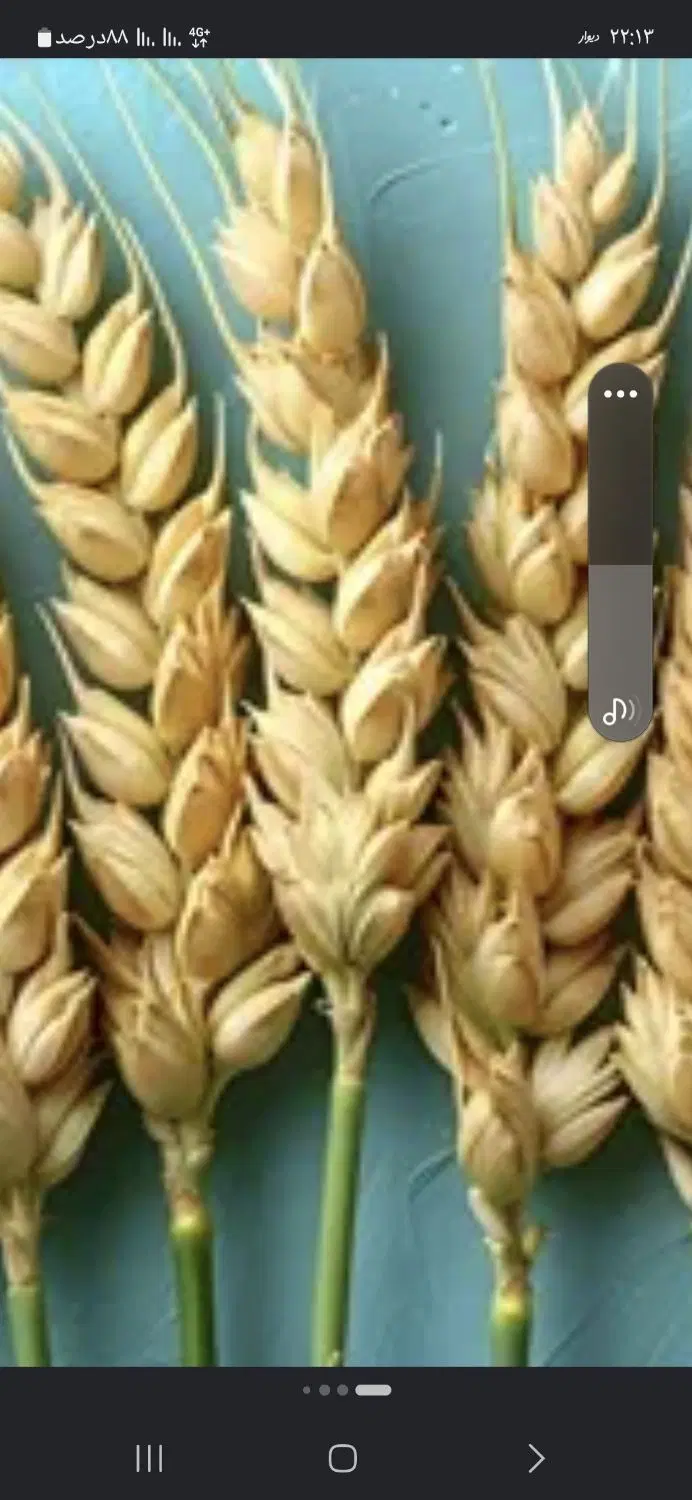 گندم ۱۵۰|خوردنی و آشامیدنی|چرداول, |دیوار
