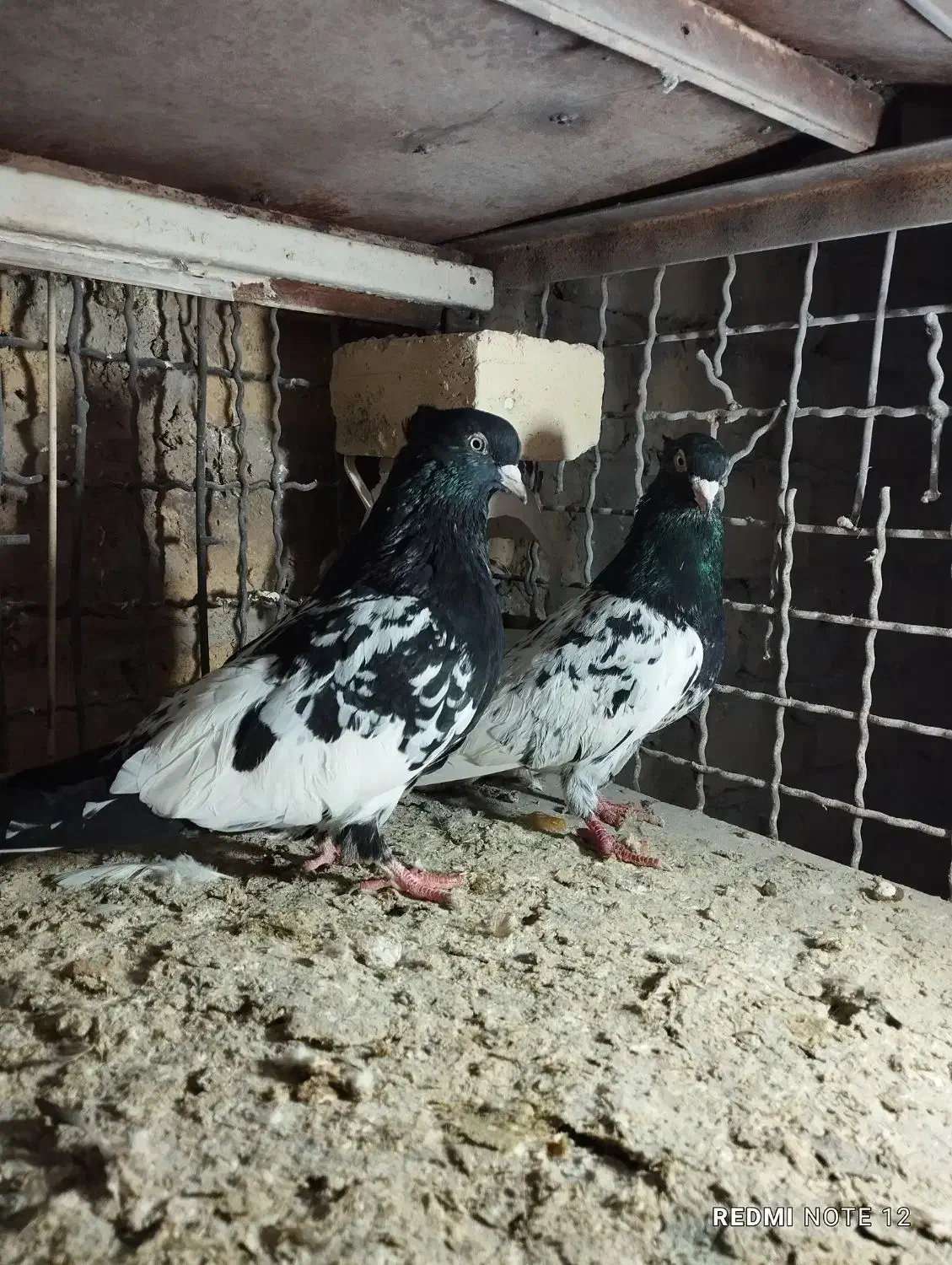 کله سیاه|پرنده|تاکستان, |دیوار