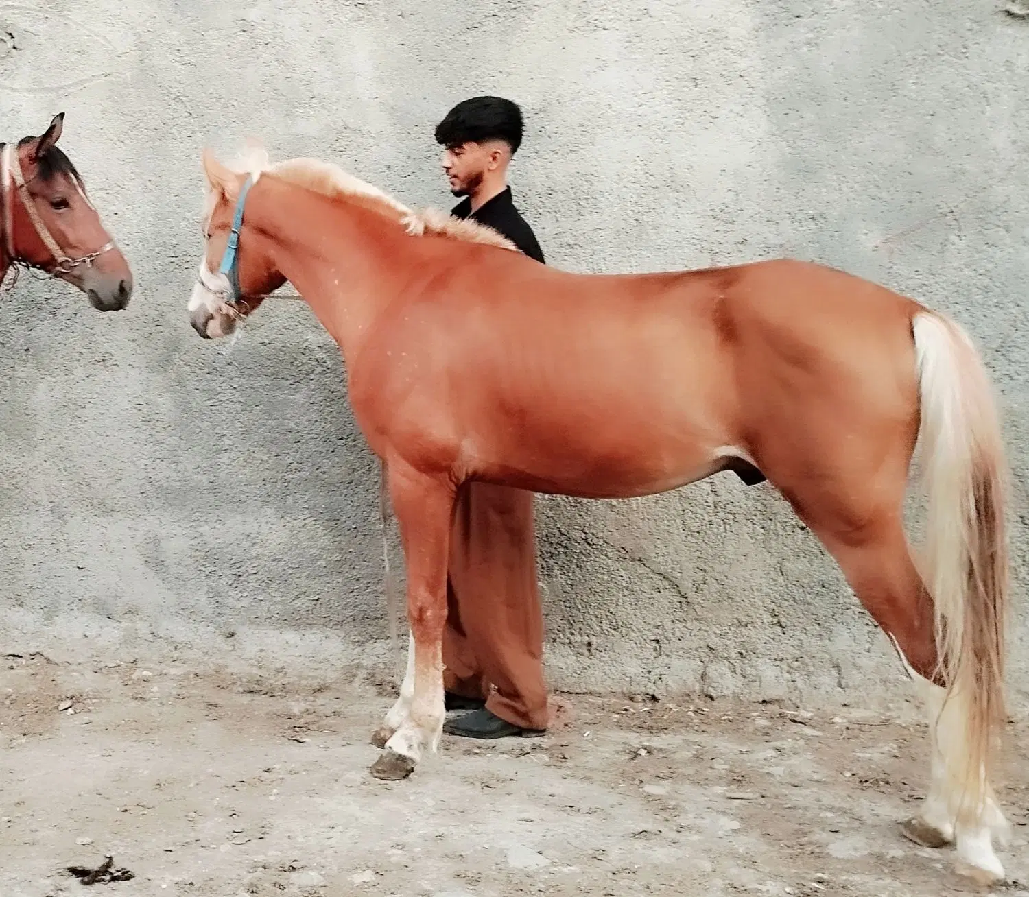 اسب|اسب و تجهیزات اسب‌سواری|مریوان, |دیوار