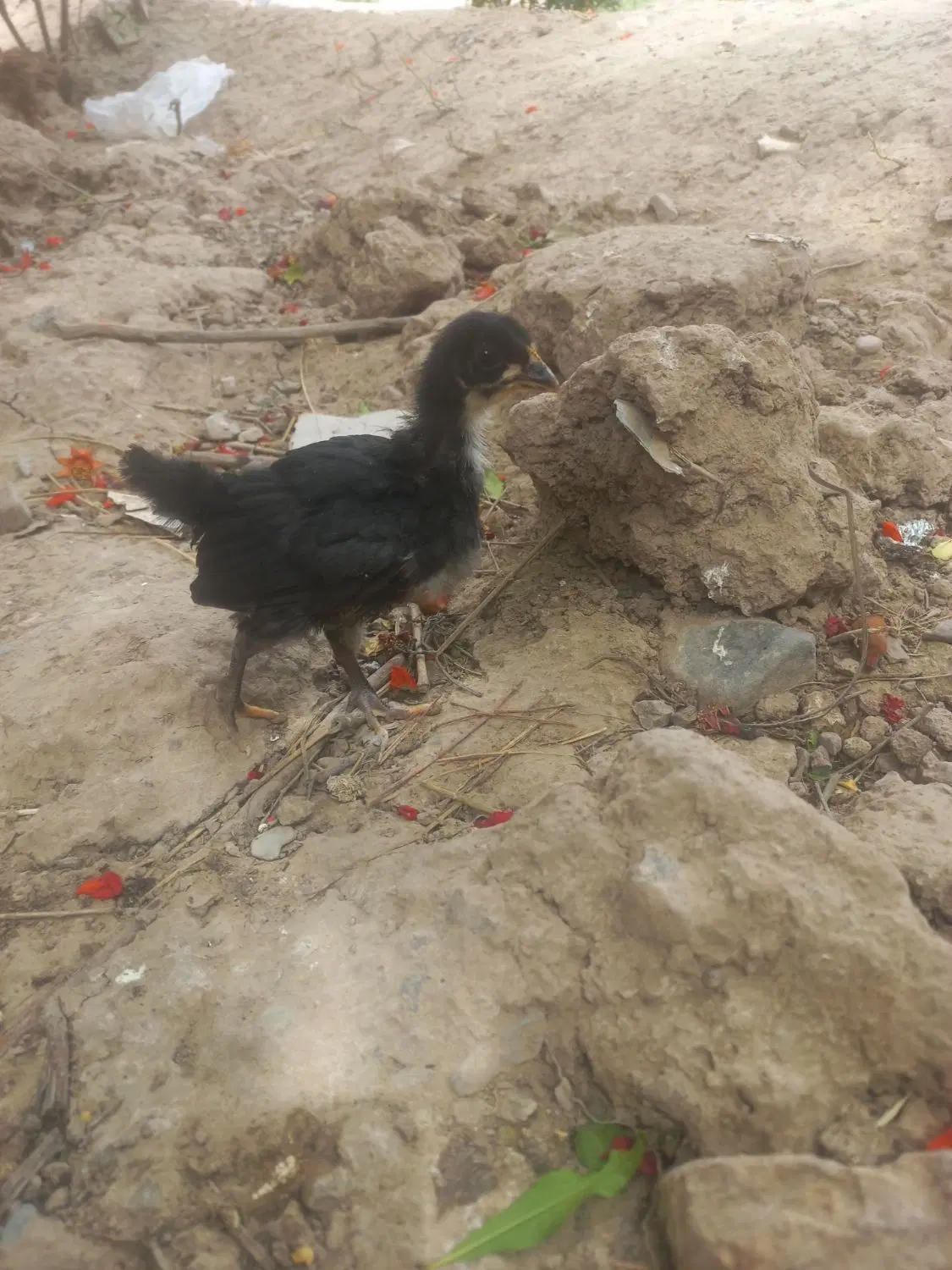جوجه|حیوانات مزرعه|رشتخوار, |دیوار