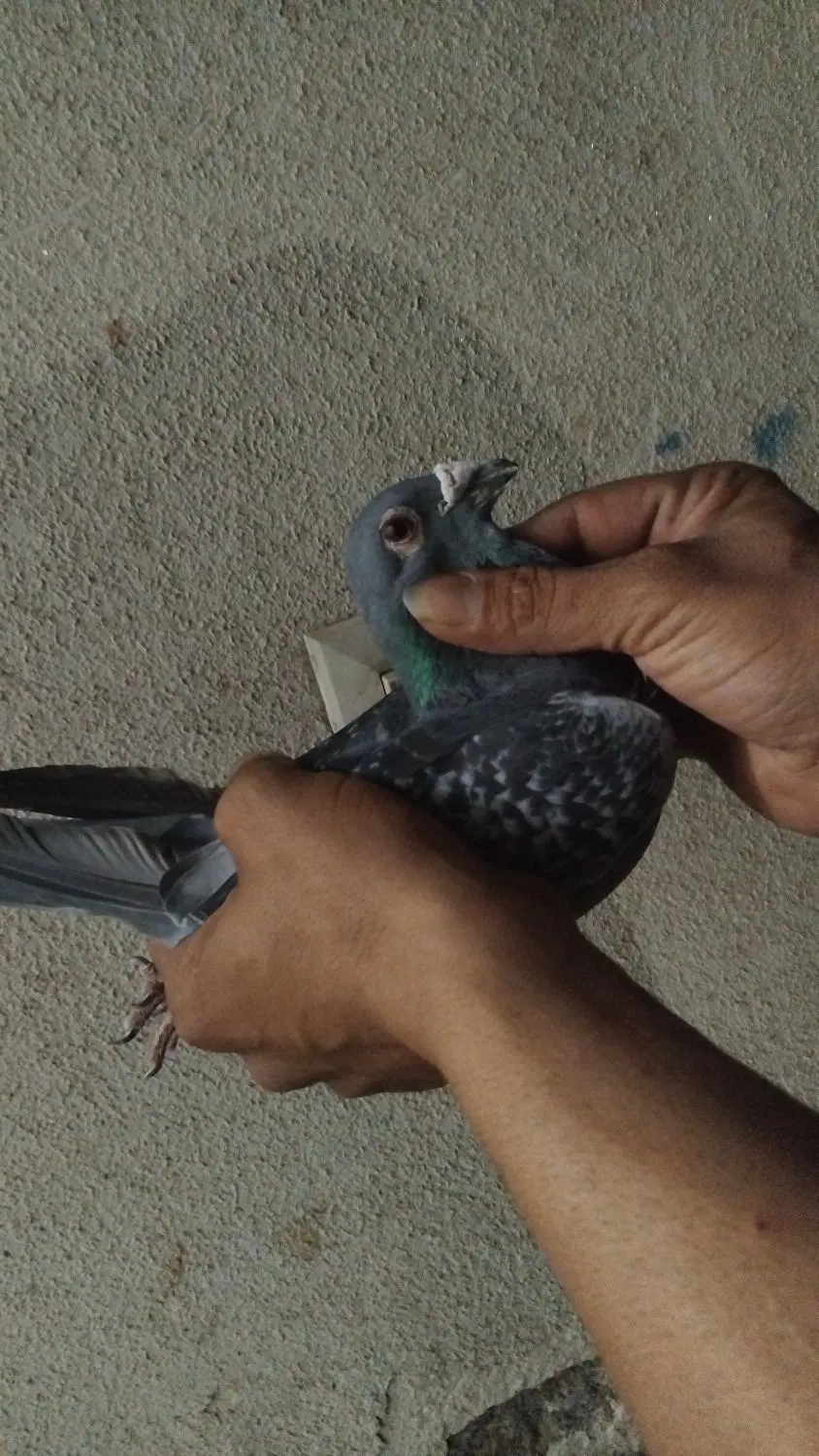 پرنده|پرنده|کاشان, کوچه باسکول|دیوار