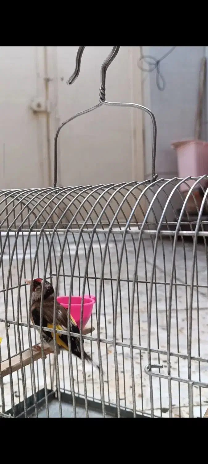 سهره|پرنده|خرم‌آباد, |دیوار