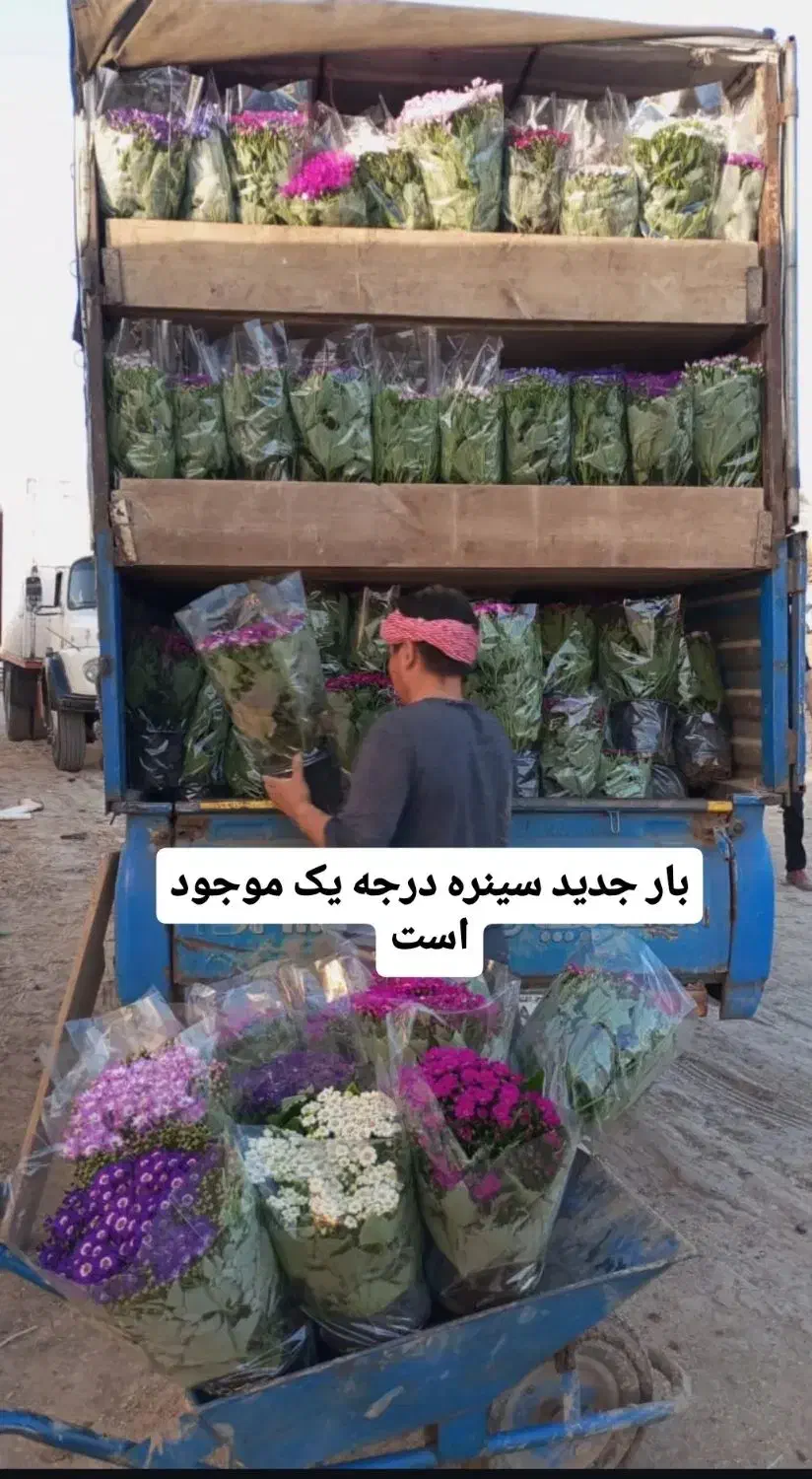 سینره موجود|گل و گیاه طبیعی|محلات, |دیوار