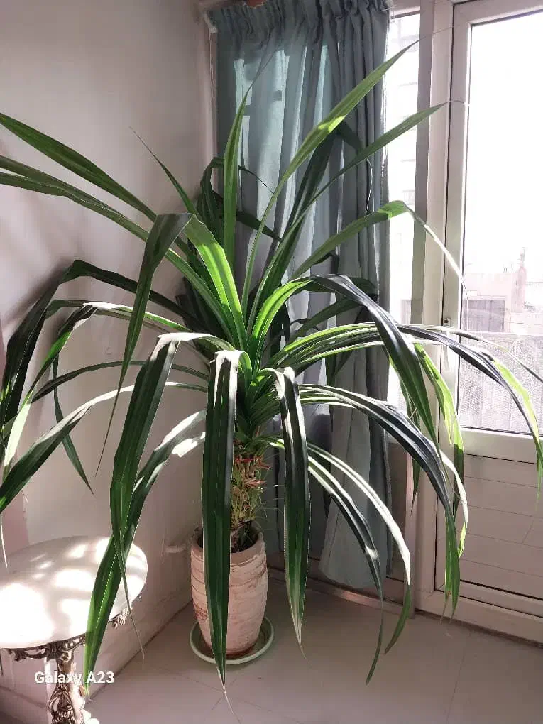 گل طبیعی|گل و گیاه طبیعی|تهران, سازمان برنامه شمالی|دیوار