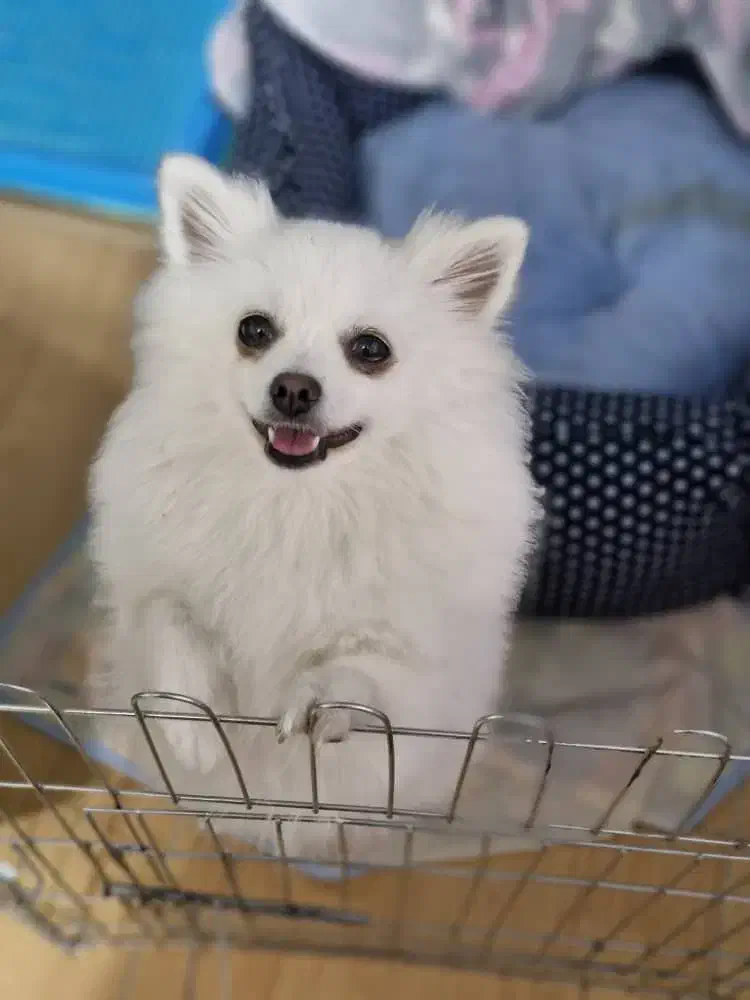 فروشی|سگ|رفسنجان, |دیوار