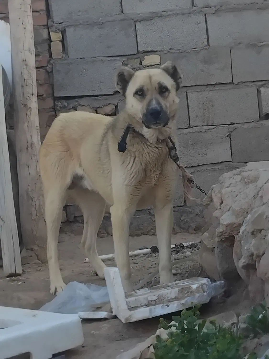 سگ سرابی|سگ|خواجه, |دیوار