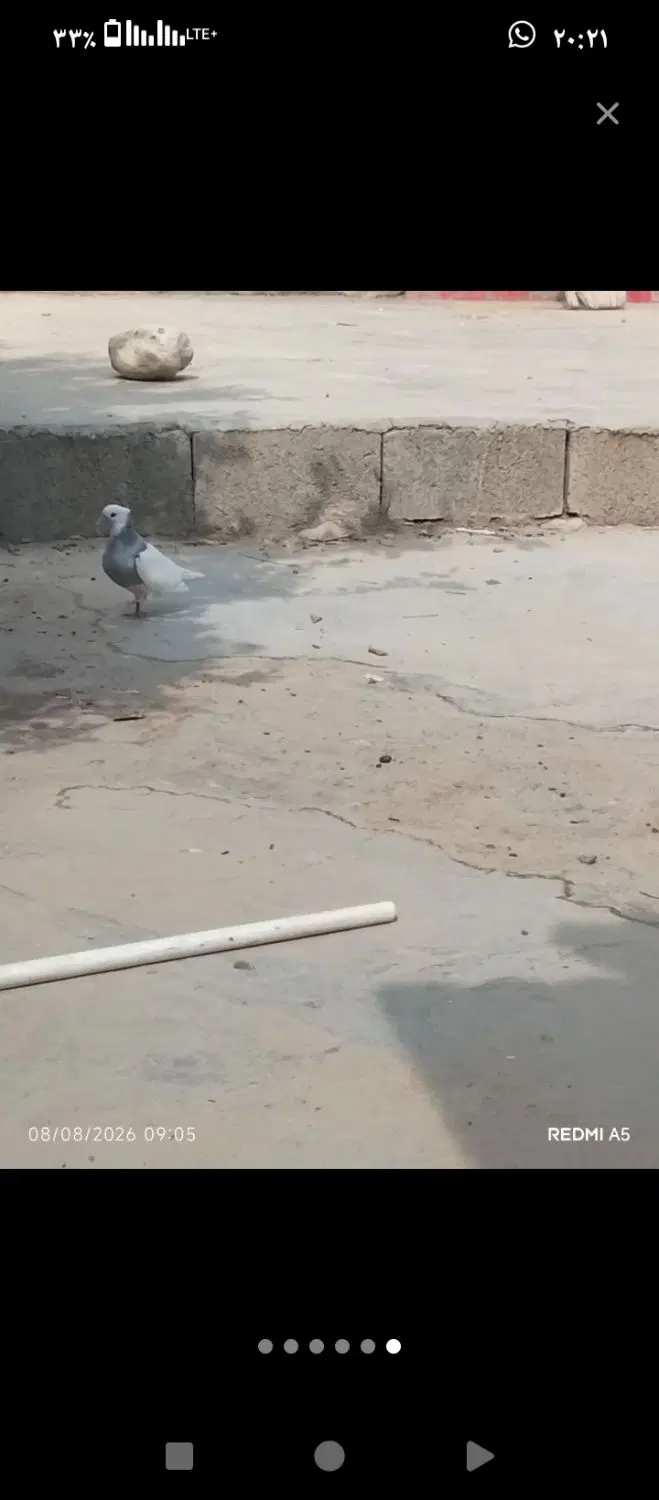 دوکت|پرنده|لنده, |دیوار