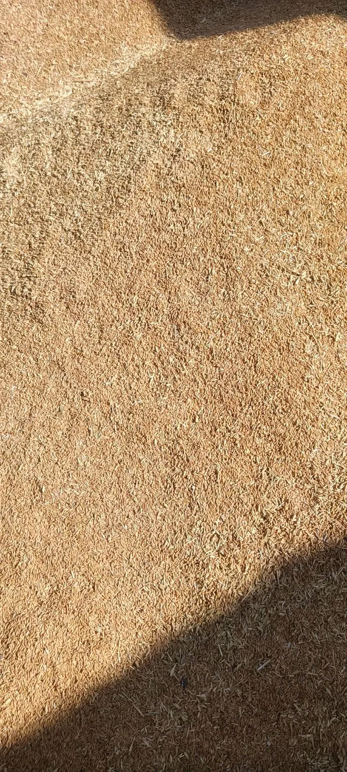 گندم|خوردنی و آشامیدنی|بروجرد, |دیوار