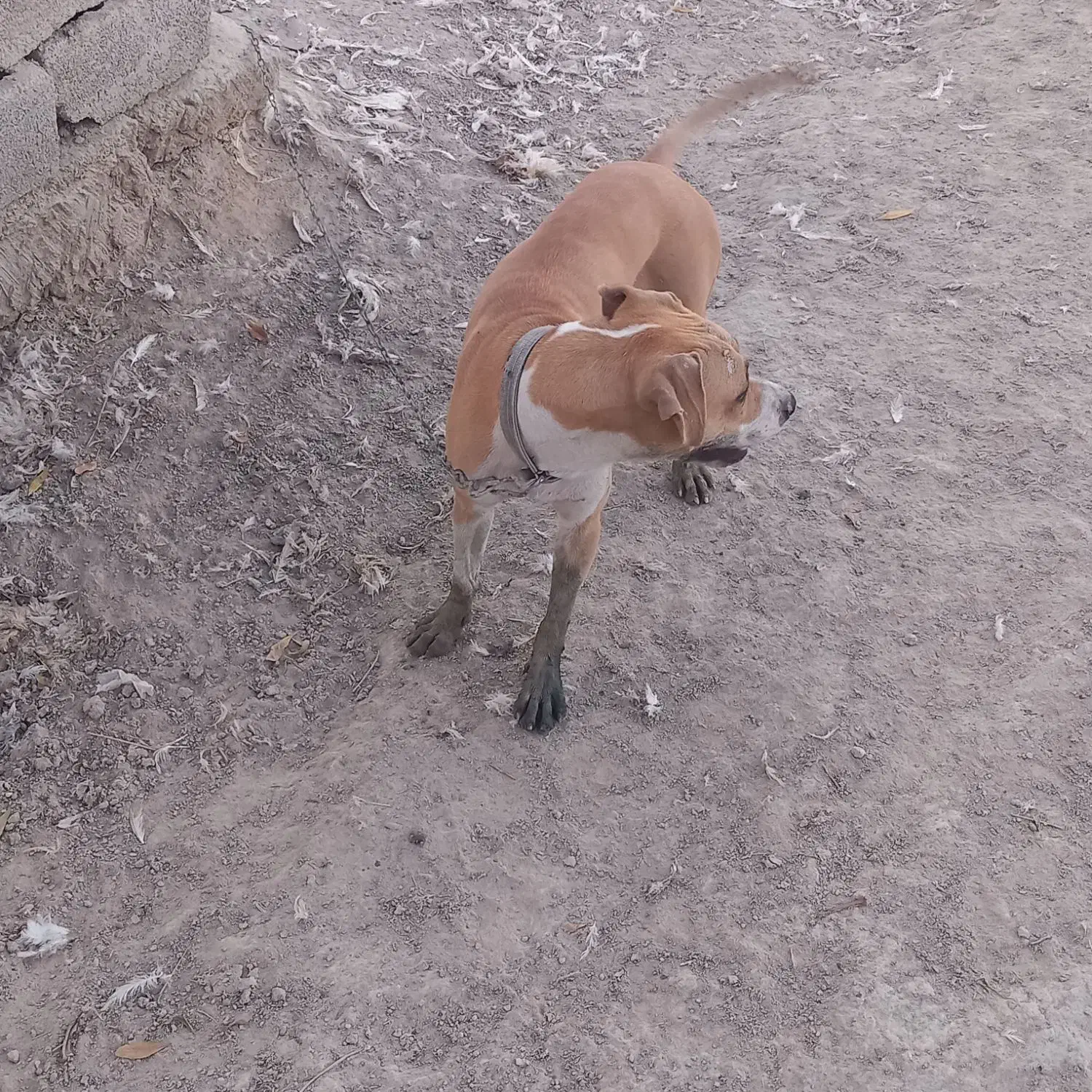 پیتبول|سگ|آبادان, |دیوار