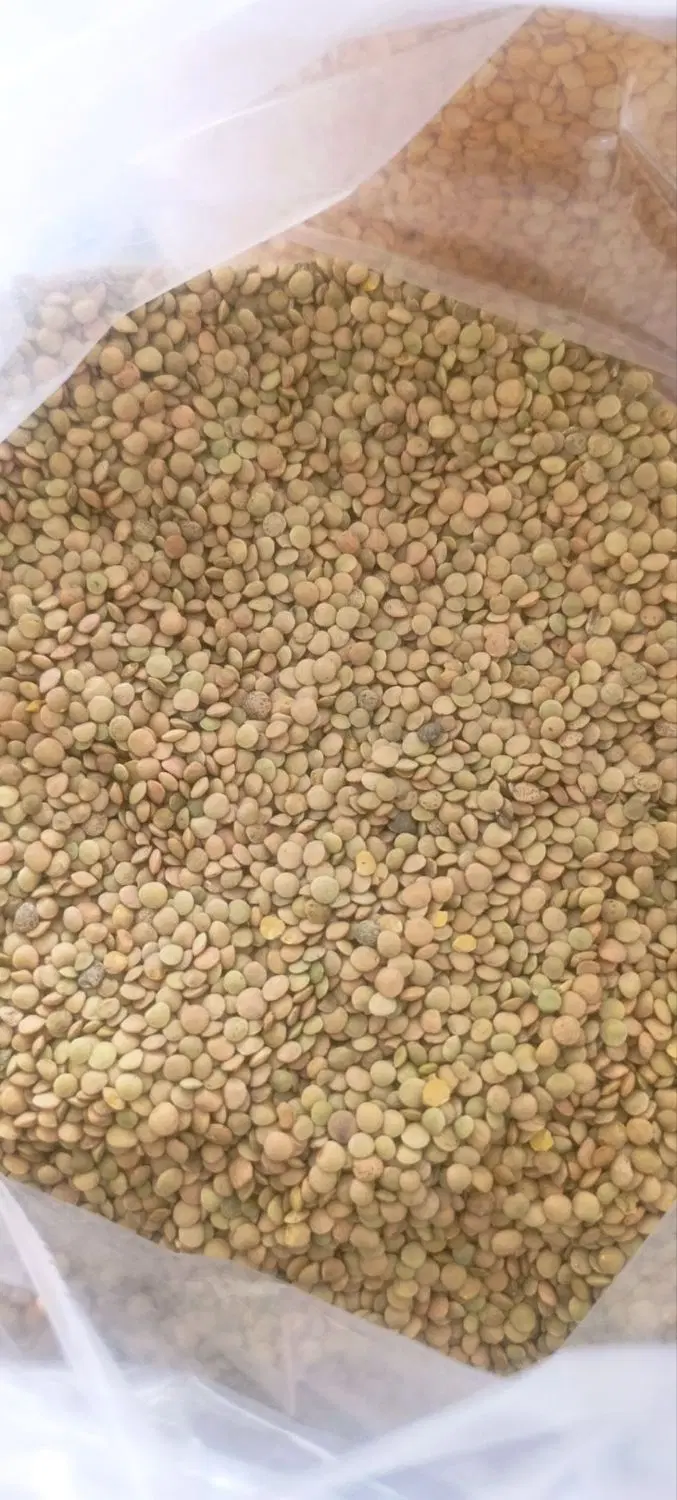 عدس|خوردنی و آشامیدنی|تربت جام, المهدی|دیوار