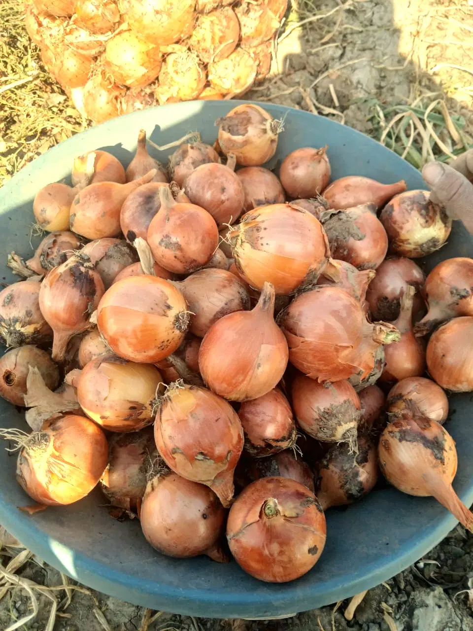 خیار|خوردنی و آشامیدنی|اصفهان, مسجد مصلی|دیوار