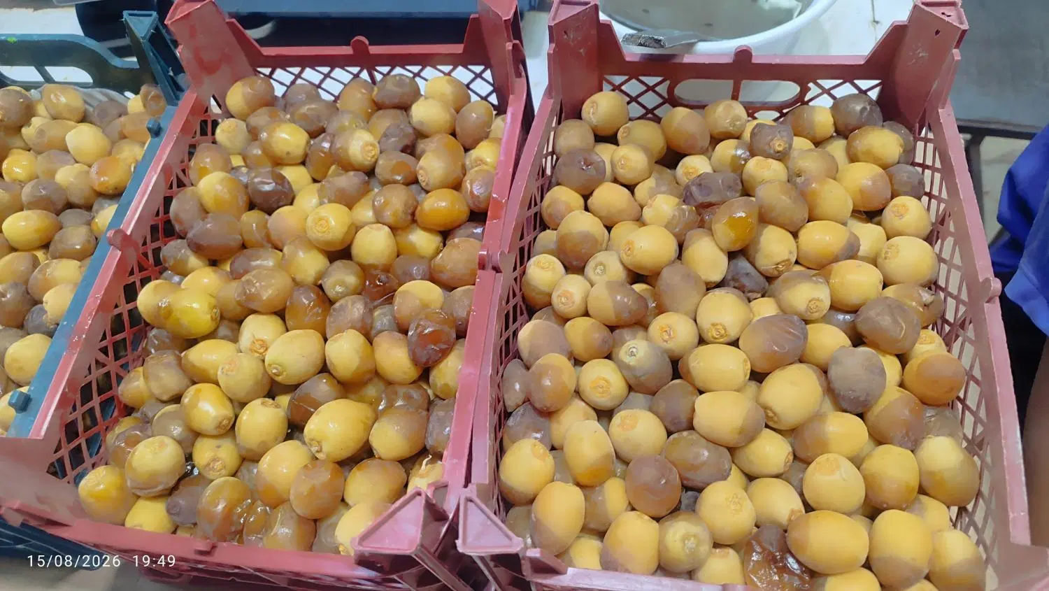 خرما|خوردنی و آشامیدنی|خرمشهر, |دیوار