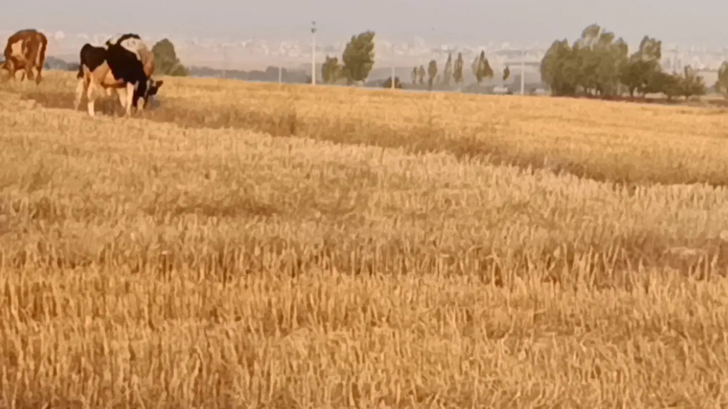 گاو|حیوانات مزرعه|اردبیل, |دیوار