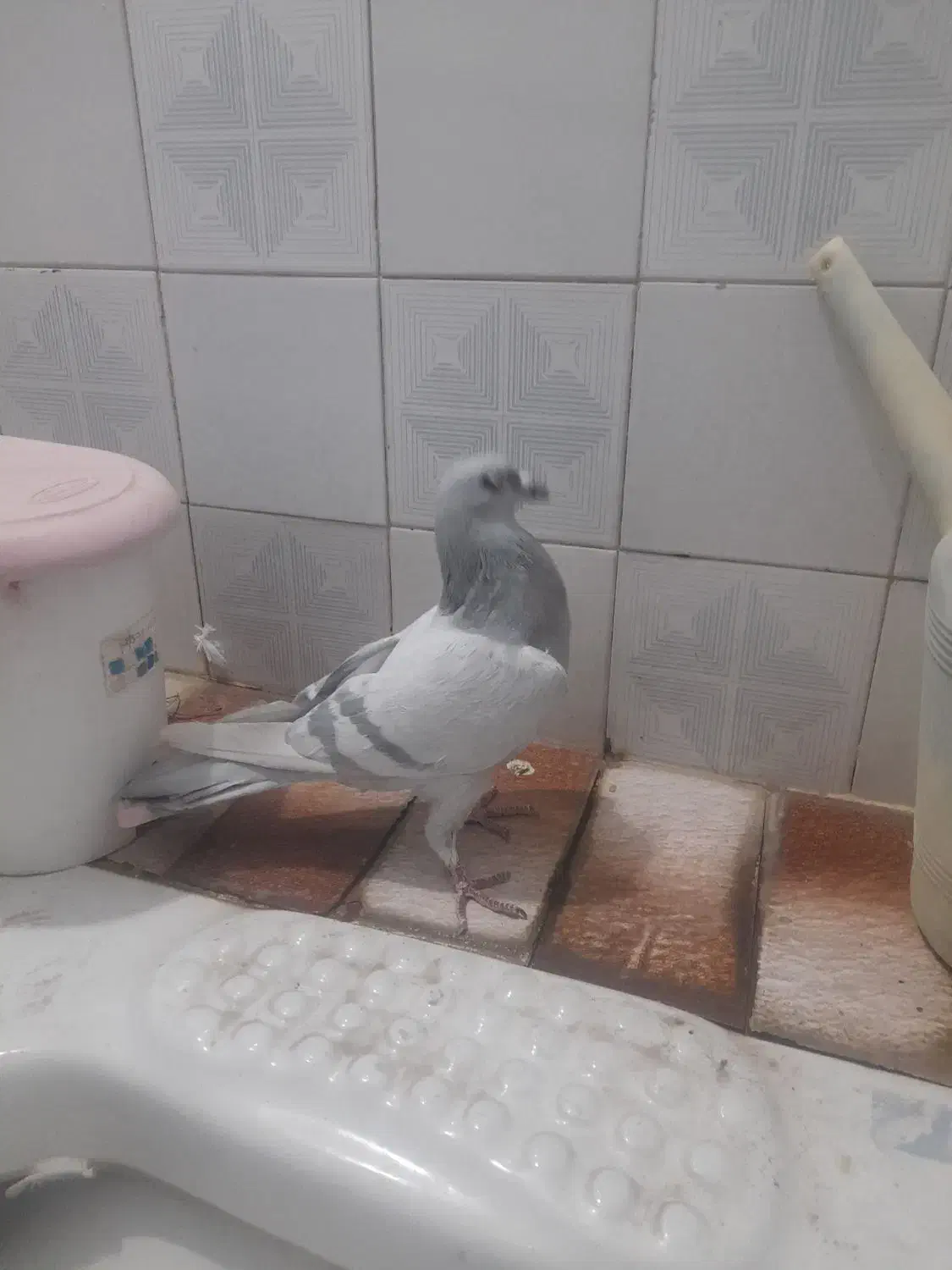 کفتر|حیوانات|مرودشت, تامین اجتماعی|دیوار